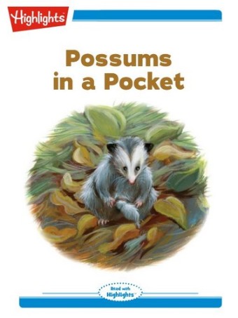 Possums in a Pocket